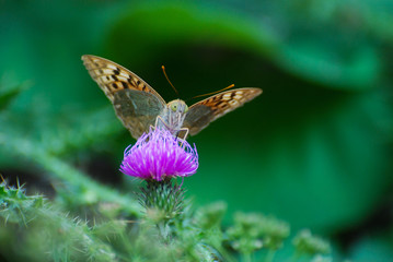 Argynnis pandora - Cardinal cloak butterfly on a flower in meadow. Butterfly in natural habitat