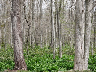 Fototapeta premium Going into the forest of green grass and woods in Spring