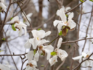 Magnolia flowers blooming beautifully in Spring