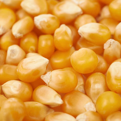 Surface coated with corn kernels