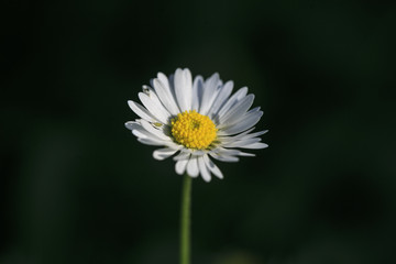 Obraz premium Flower