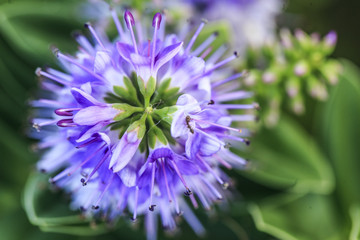 Purple flower