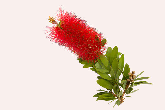 Fototapeta Beautiful bottle brush flower with leaves, isolated on white background