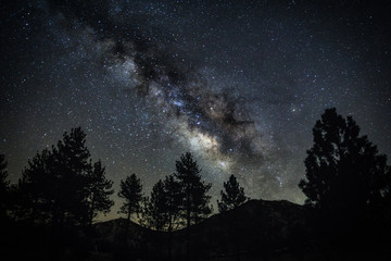 Milky Way Over Trees