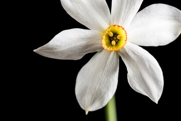 Fototapeta na wymiar Wild Narcissus Stellaris. Wild flower isolated on black background. 