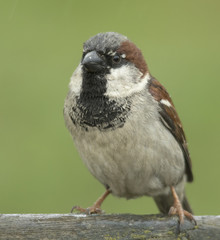 house sparrow