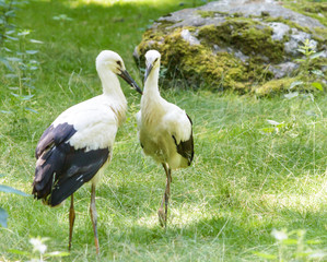 Obraz na płótnie Canvas Two White Storks on the Grass C