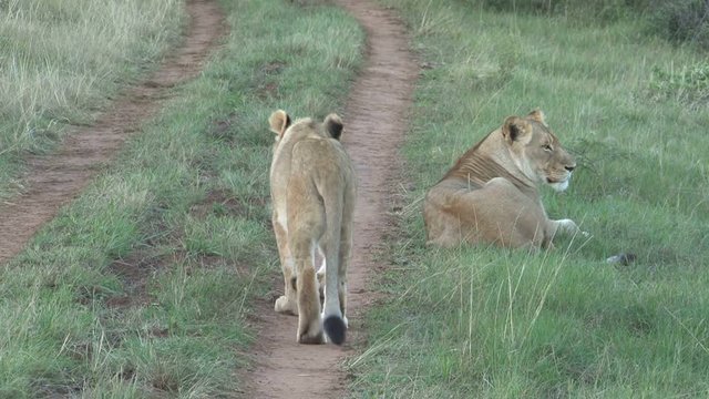 Lion walking away