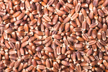 food background of raw rye, top view