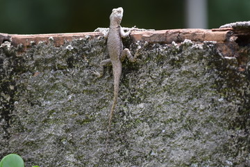 lizard