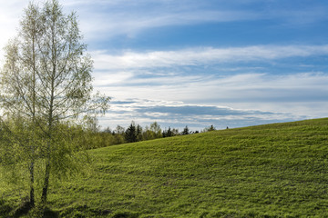 Green hill, birch and cloudy sky