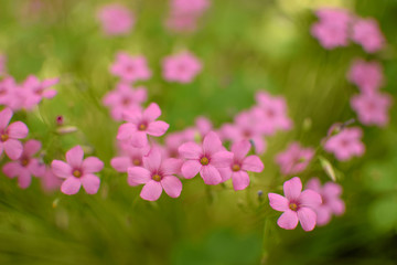 Obraz premium pink flowers