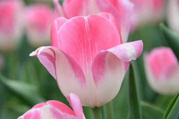 Fototapeta premium pink tulips 