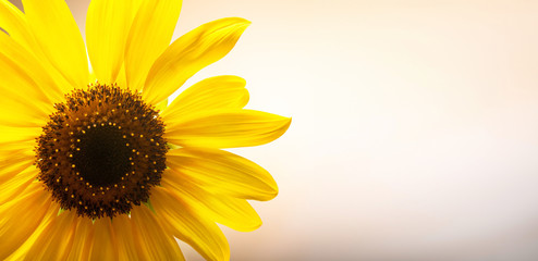 Fototapeta premium Field of blooming sunflowers