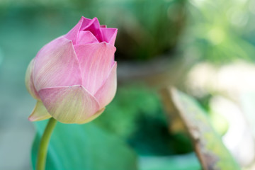 pink lotus