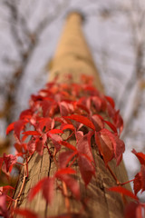 red creepers around wood pillar