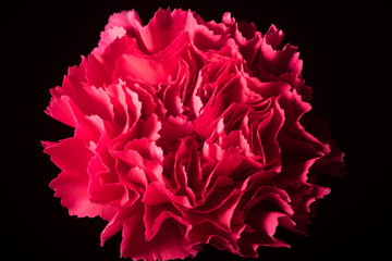 Red Carnation