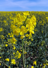 Rapsfeld, Raps; Brassica, napus