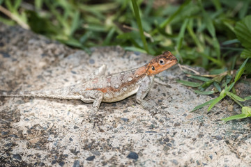 Red-headed Rock Agama Lizard (Agama agama) Warming on a Rock in Northern Tanzania