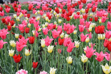 field of tulips