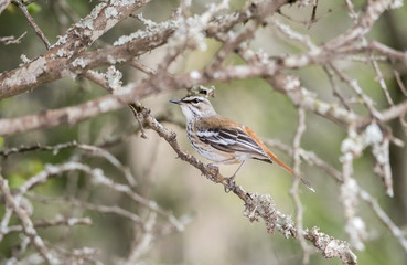 Red-backed Scrub-Robin (Cercotrichas leucophrys) Perched on a Branch in Northern Tanzania
