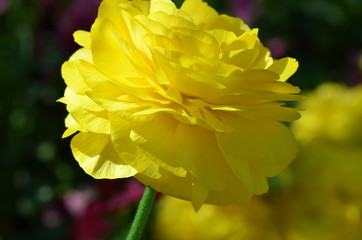 yellow closeup flower 