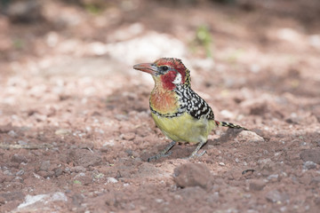 Red-and-yellow Barbet (Trachyphonus erythrocephalus) on Red Rocky Ground Hunting Insects in Northern Tanzania