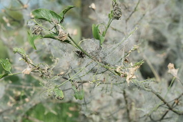 Gespinst der Gespinstmotte mit Raupen am Obstbaum