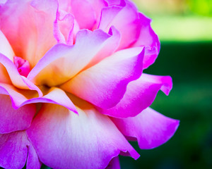 Fototapeta na wymiar Closeup of a Pink Rose Blooming