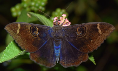 Chocolate Moth with Blue Abdomen