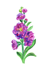 Purple gillyflower, watercolor painting on white background.