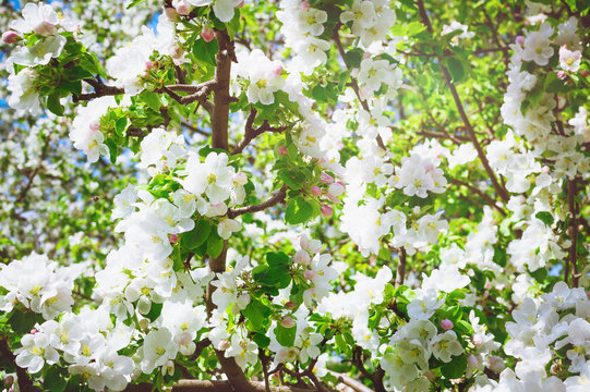 Blooming garden. Close-up flowers on tree. Spring concept. Soft focus. Bright sunlight.