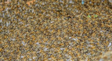 swarm of bees in a box closeup
