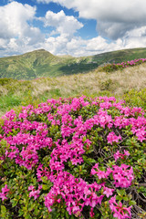 Fototapeta na wymiar Landscape with flowers in the mountains