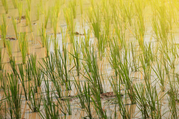 The poor farmer in countryside transplanting rice seedlings in the paddy field on sunshine day and hot temperature. The nature background
