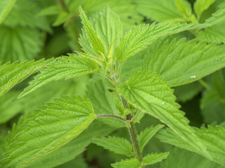 Young Green Nettle closeup