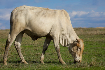 Boran cow grazing