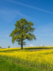 Fototapeta na wymiar Einsamer Baum im Rapsfeld