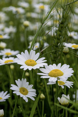 Summer wildflowers during the day
