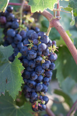 Grapes on the vine