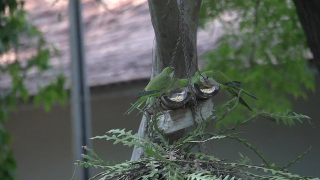 Dwarf parrots eating,  slowmotion,  Pantanal,  Mato Grosso do Sul