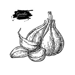 Garlic hand drawn vector illustration. Isolated Vegetable with c
