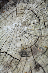 Fototapeta premium Cut Tree