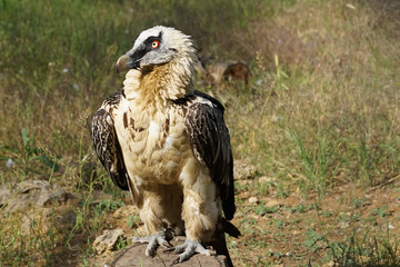 Bird of prey sitting on a stump in the sun on the background of dry grass