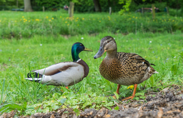 Two ducks on the grass in the park
