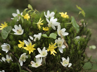 Forest anemone, white flower. Spring scenery with variable light. Saturated green on picking leaves. Low field of depth.