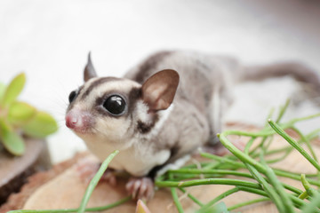 Cute funny sugar glider on decorative stub against light background, closeup