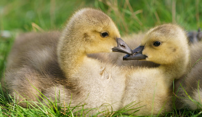 cute Canada goose gosling