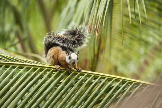 Squirrel On A Palm Branch