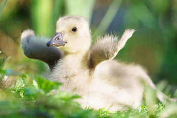 cute Canada goose gosling